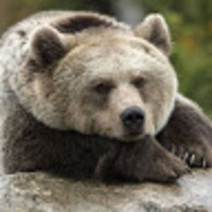 Meet your Posher, Picklestocks